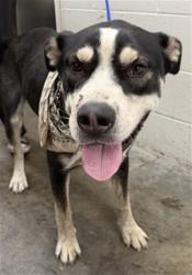Shelter Stray Male Dog last seen COOLEY CTX VICTORIA CT, 333 Chandler Pl, San Bernardino, CA 92408, USA