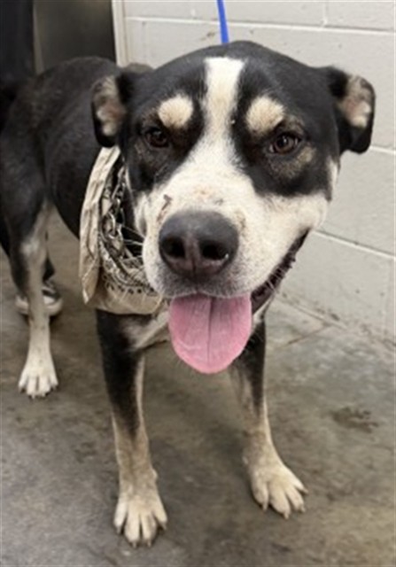 Shelter Stray Male Dog last seen COOLEY CTX VICTORIA CT, 333 Chandler Pl, San Bernardino, CA 92408, USA