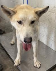 Shelter Stray Male Dog last seen COOLEY CTX VICTORIA CT, 333 Chandler Pl, San Bernardino, CA 92408, USA