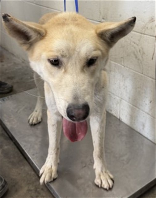 Shelter Stray Male Dog last seen COOLEY CTX VICTORIA CT, 333 Chandler Pl, San Bernardino, CA 92408, USA