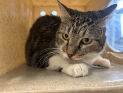 Shelter Stray Female Cat last seen , 5210 W Ave I, Lancaster, CA 93536, USA