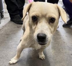 Shelter Stray Male Dog last seen COOLEY CTX VICTORIA CT, 333 Chandler Pl, San Bernardino, CA 92408, USA
