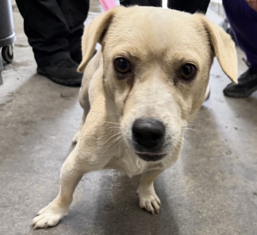 Shelter Stray Male Dog last seen COOLEY CTX VICTORIA CT, 333 Chandler Pl, San Bernardino, CA 92408, USA