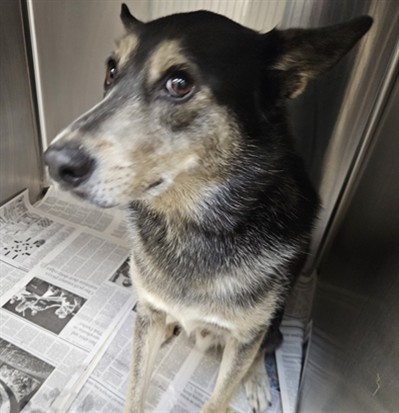 Shelter Stray Male Dog last seen , 3201 Lacy St, Los Angeles, CA 90031, USA