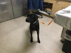 Shelter Stray Female Dog last seen SIERRA AVE / ARMSTRONG RD, JURUPA VALLEY, CA 92509, 6851 Van Buren Boulevard, Jurupa Valley, CA 92509, USA