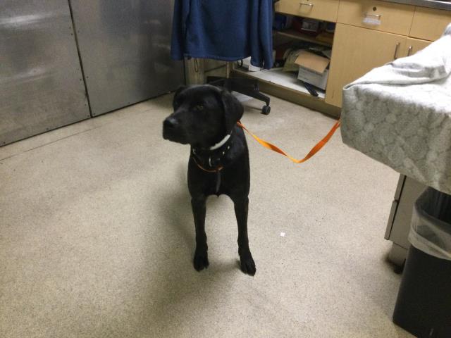 Shelter Stray Female Dog last seen SIERRA AVE / ARMSTRONG RD, JURUPA VALLEY, CA 92509, 6851 Van Buren Boulevard, Jurupa Valley, CA 92509, USA