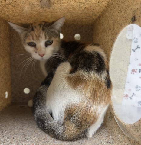 Shelter Stray Female Cat last seen UNIVERSITY AVE/CHICAGO AVE, RIVERSIDE, CA, 6851 Van Buren Boulevard, Jurupa Valley, CA 92509, USA
