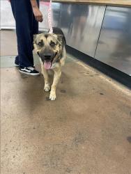 Shelter Stray Male Dog last seen , 14409 Vanowen St, Van Nuys, CA 91405, USA