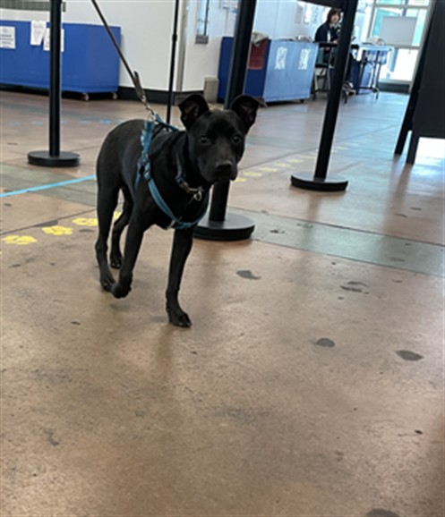 Shelter Stray Male Dog last seen , 14409 Vanowen St, Van Nuys, CA 91405, USA