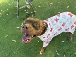 Shelter Stray Female Dog last seen , 14409 Vanowen St, Van Nuys, CA 91405, USA