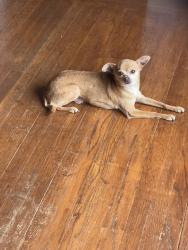 Lost Male Dog last seen Road 25, Woodland, CA 95695