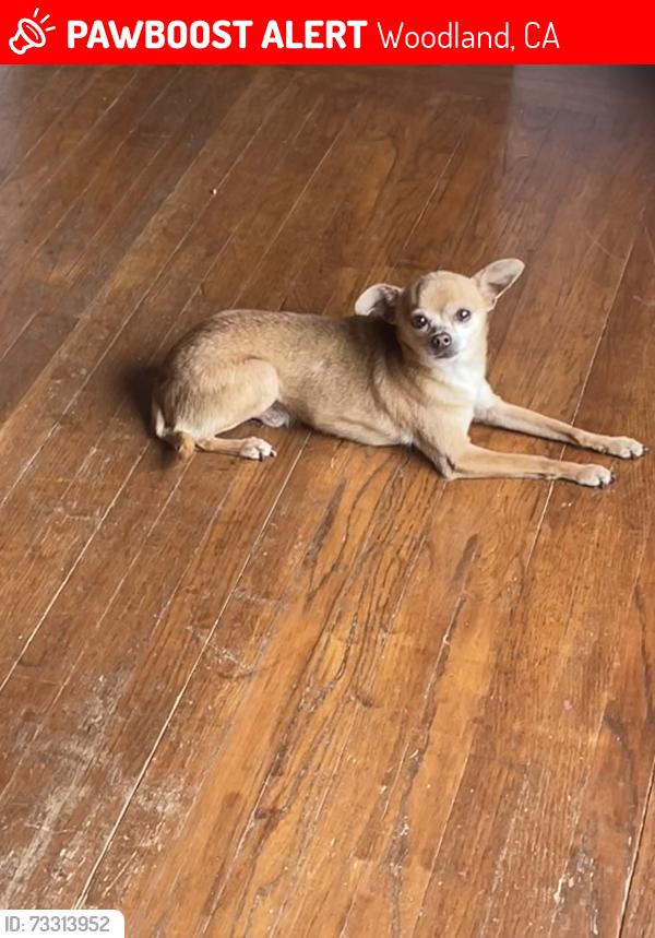 Lost Male Dog last seen Road 25, Woodland, CA 95695