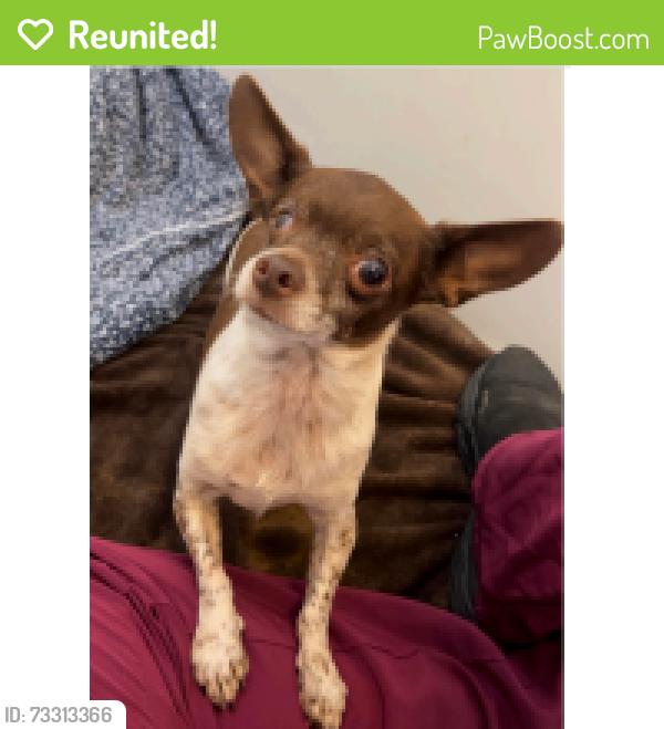 Reunited Male Dog last seen Near Marguerite Ave, Newport Beach, CA 92625