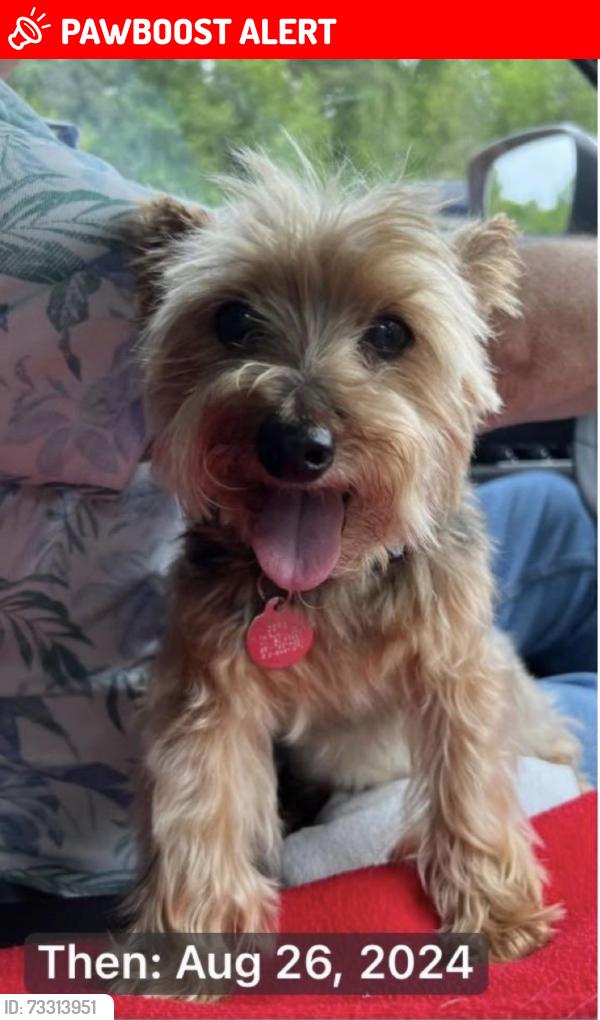 Lost Male Dog last seen Fairlawn Court, Moss Creek, Hilton Head Island, SC 29926