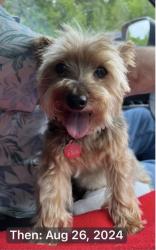 Lost Male Dog last seen Fairlawn Court, Moss Creek, Hilton Head Island, SC 29926
