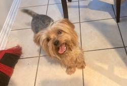Found/Stray Male Dog last seen By the park Daisy Fri and cinnamon st, DeSoto, TX 75115