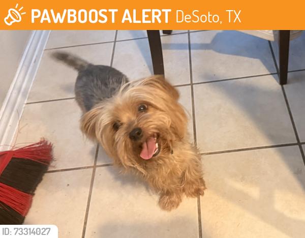 Found/Stray Male Dog last seen By the park Daisy Fri and cinnamon st, DeSoto, TX 75115