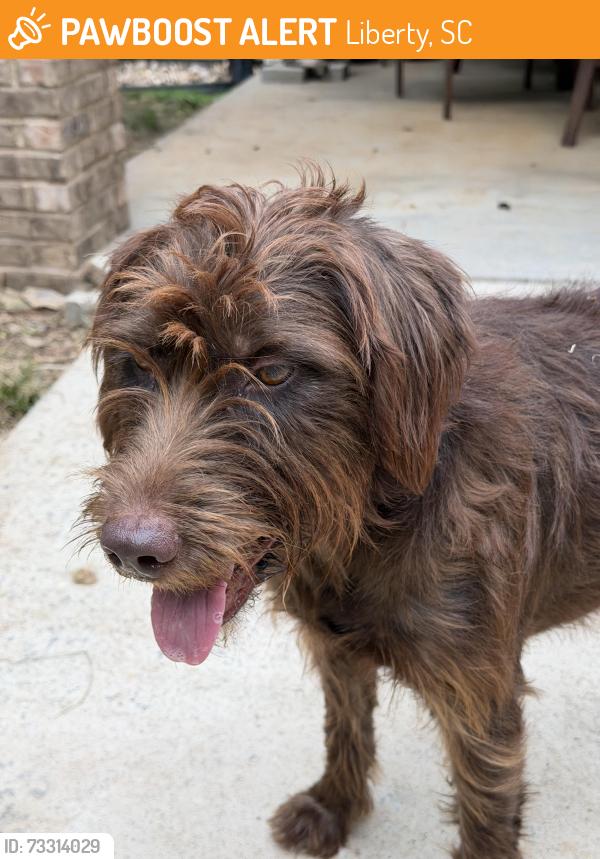 Found/Stray Unknown Dog last seen Highway 88, Liberty, SC 29657