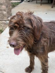 Found/Stray Unknown Dog last seen Highway 88, Liberty, SC 29657