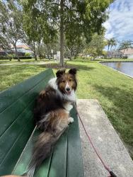 Lost Female Dog last seen 5th Ave South 31st Street South, St. Petersburg, FL 33712