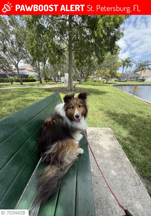 Lost Female Dog last seen 5th Ave South 31st Street South, St. Petersburg, FL 33712