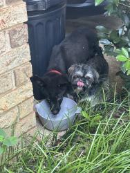 Found/Stray Unknown Dog last seen Kingsrow and Rembrook, Memphis, TN 38016
