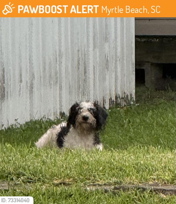 Found/Stray Unknown Dog last seen Hwy 15, Myrtle Beach, SC 29577