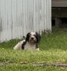 Found/Stray Unknown Dog last seen Hwy 15, Myrtle Beach, SC 29577