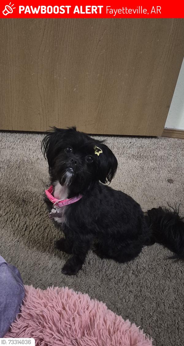 Lost Female Dog last seen Agusta dr Fayetteville, Fayetteville, AR 72703