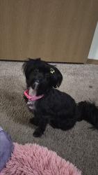 Lost Female Dog last seen Agusta dr Fayetteville, Fayetteville, AR 72703
