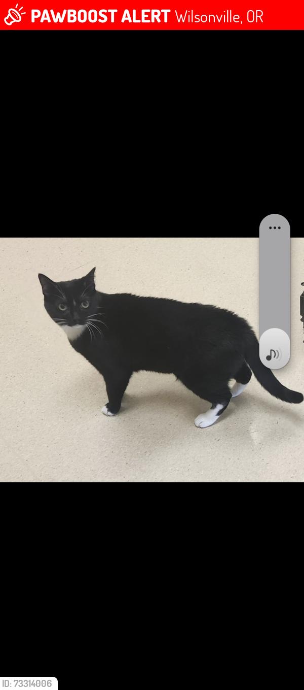 Lost Female Cat last seen 5th St and Boones Ferry, Wilsonville, OR 97070