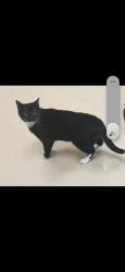 Lost Female Cat last seen 5th St and Boones Ferry, Wilsonville, OR 97070