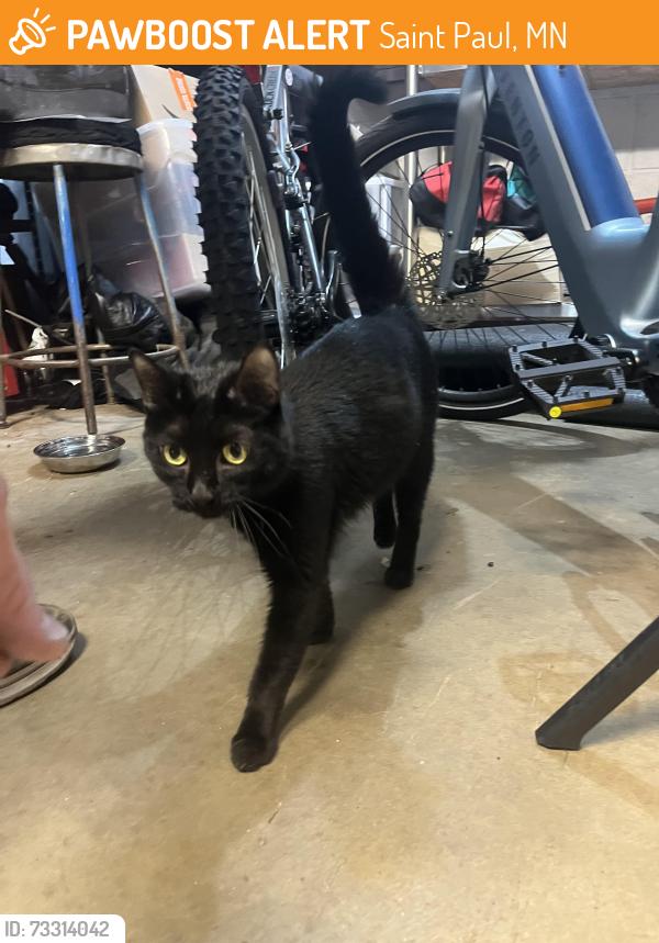 Found/Stray Female Cat last seen Boca Chica Restaurant, Saint Paul, MN 55107