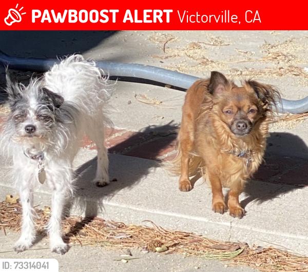 Lost Male Dog last seen Luna and Amethyst, Victorville, CA 92392