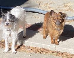 Lost Male Dog last seen Luna and Amethyst, Victorville, CA 92392