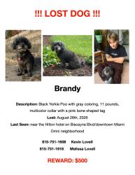 Lost Female Dog last seen Between the Hilton Miami on 1601 Biscayne Blvd. to the Leinster Irish pub, 1600 NE. 1st Ave., Miami, FL 33132
