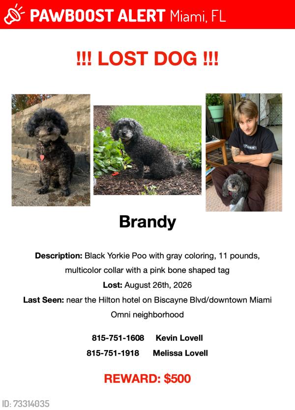 Lost Female Dog last seen Between the Hilton Miami on 1601 Biscayne Blvd. to the Leinster Irish pub, 1600 NE. 1st Ave., Miami, FL 33132