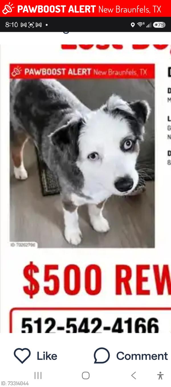 Lost Male Dog last seen Alves Lane near creekside, New Braunfels, TX 78130