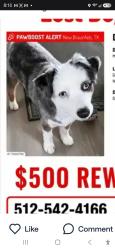 Lost Male Dog last seen Alves Lane near creekside, New Braunfels, TX 78130