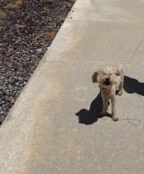 Reunited Female Dog last seen corte mataro，Temecula, Temecula, CA 92592