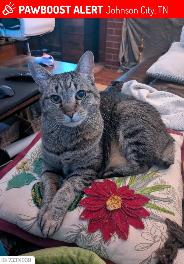 Lost Female Cat last seen Behind the house on 365 Greenlee Rd in Johnson City., Johnson City, TN 37601