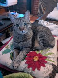 Lost Female Cat last seen Behind the house on 365 Greenlee Rd in Johnson City., Johnson City, TN 37601