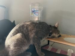 Reunited Female Cat last seen Black hawk, carmalee, Lindengate, Houston, TX 77075