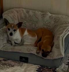 Reunited Male Dog last seen Behind speedway, Indianapolis, IN 46222