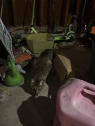 Reunited Unknown Cat last seen Brewster and John Paul Lane, Coventry, CT 06238