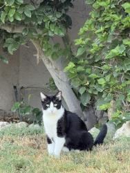 Reunited Unknown Cat last seen Indian Canyon, Palm Springs, CA 92262