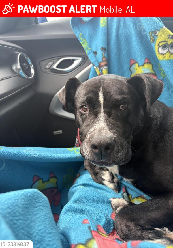 Lost Male Dog last seen Cottage hill, Mobile, AL 36693