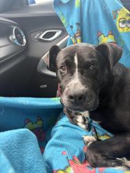 Lost Male Dog last seen Cottage hill, Mobile, AL 36693