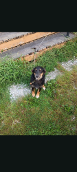 Found/Stray Female Dog last seen By the shell gas station, Cromwell, IN 46732