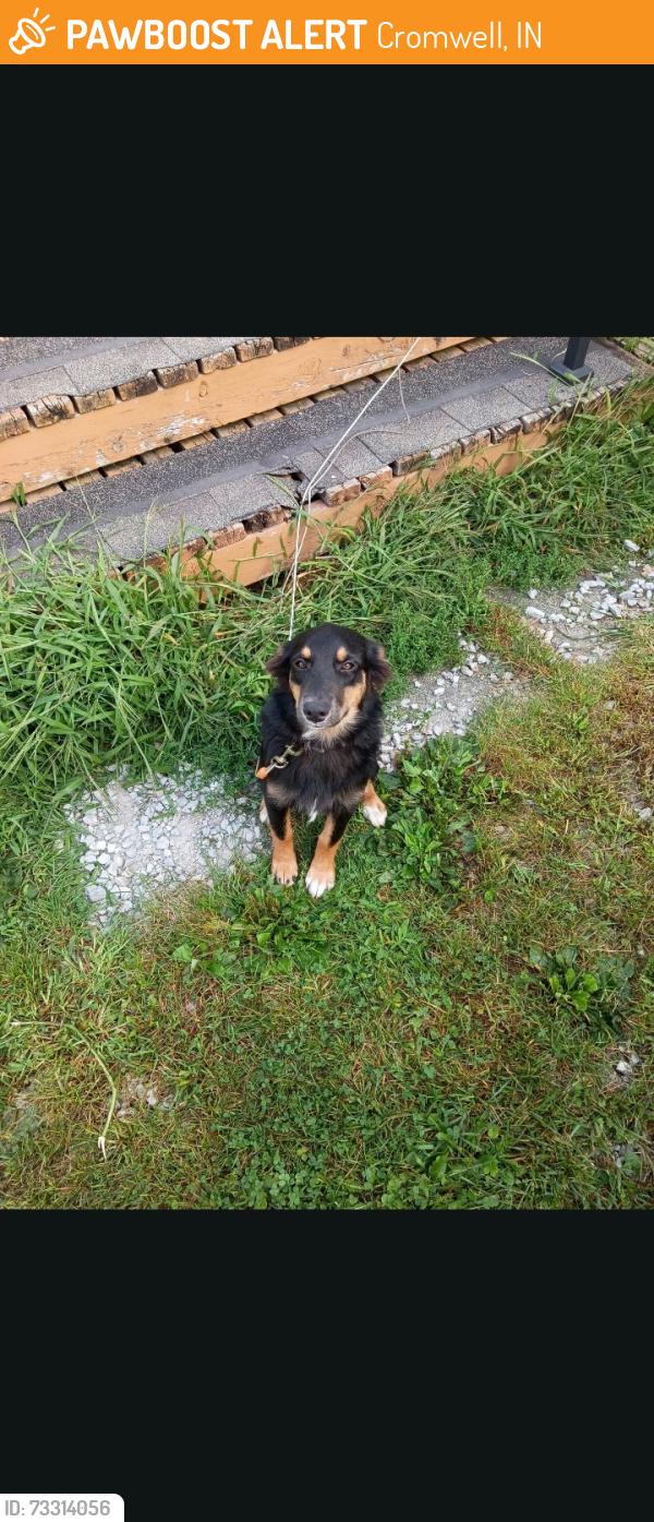 Found/Stray Female Dog last seen By the shell gas station, Cromwell, IN 46732